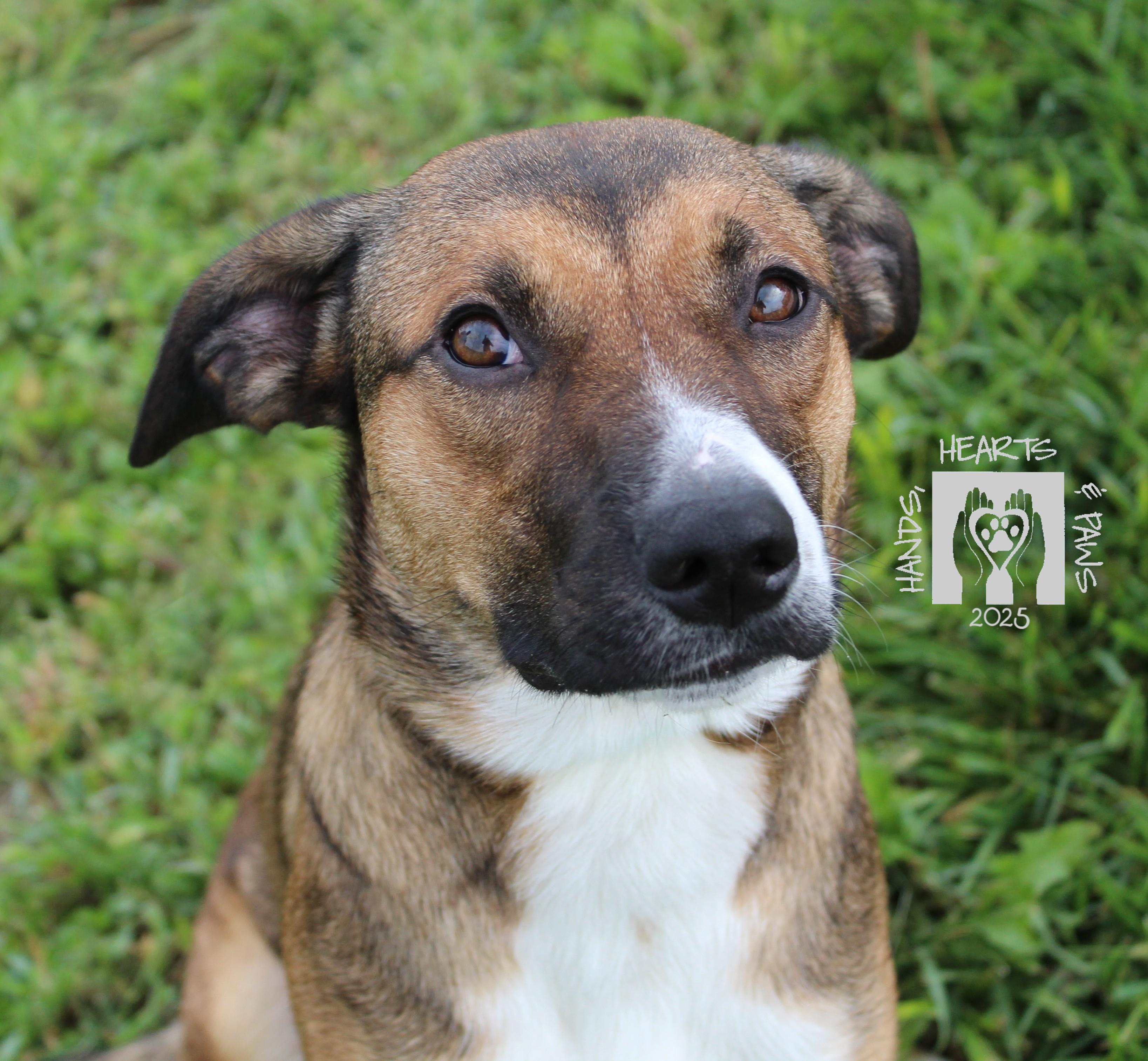 Enlarge Peach Cobbler, a Adoptable mixed breed in Omaha, NE image 6/6