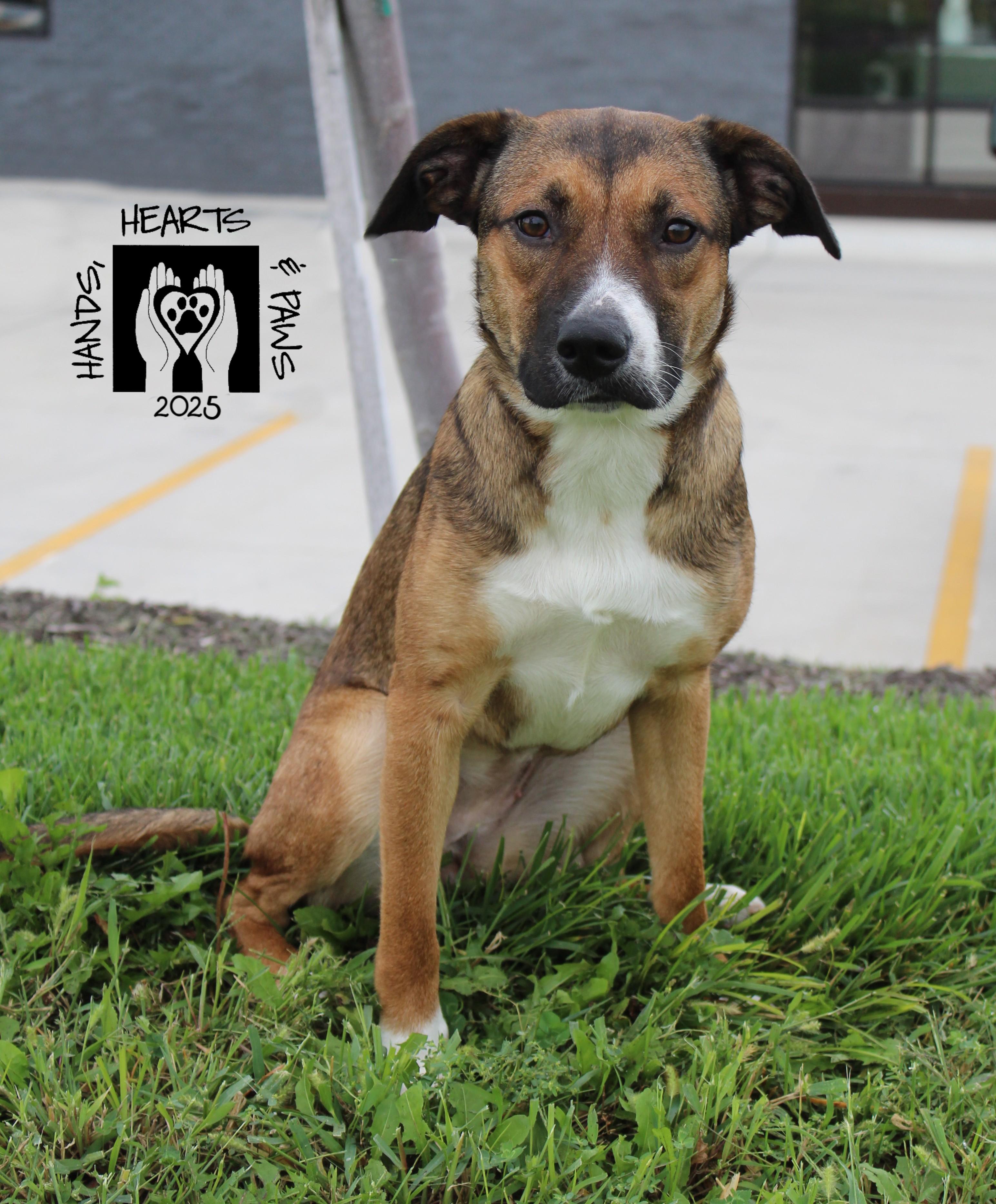 Enlarge Peach Cobbler, a Adoptable mixed breed in Omaha, NE image 3/6
