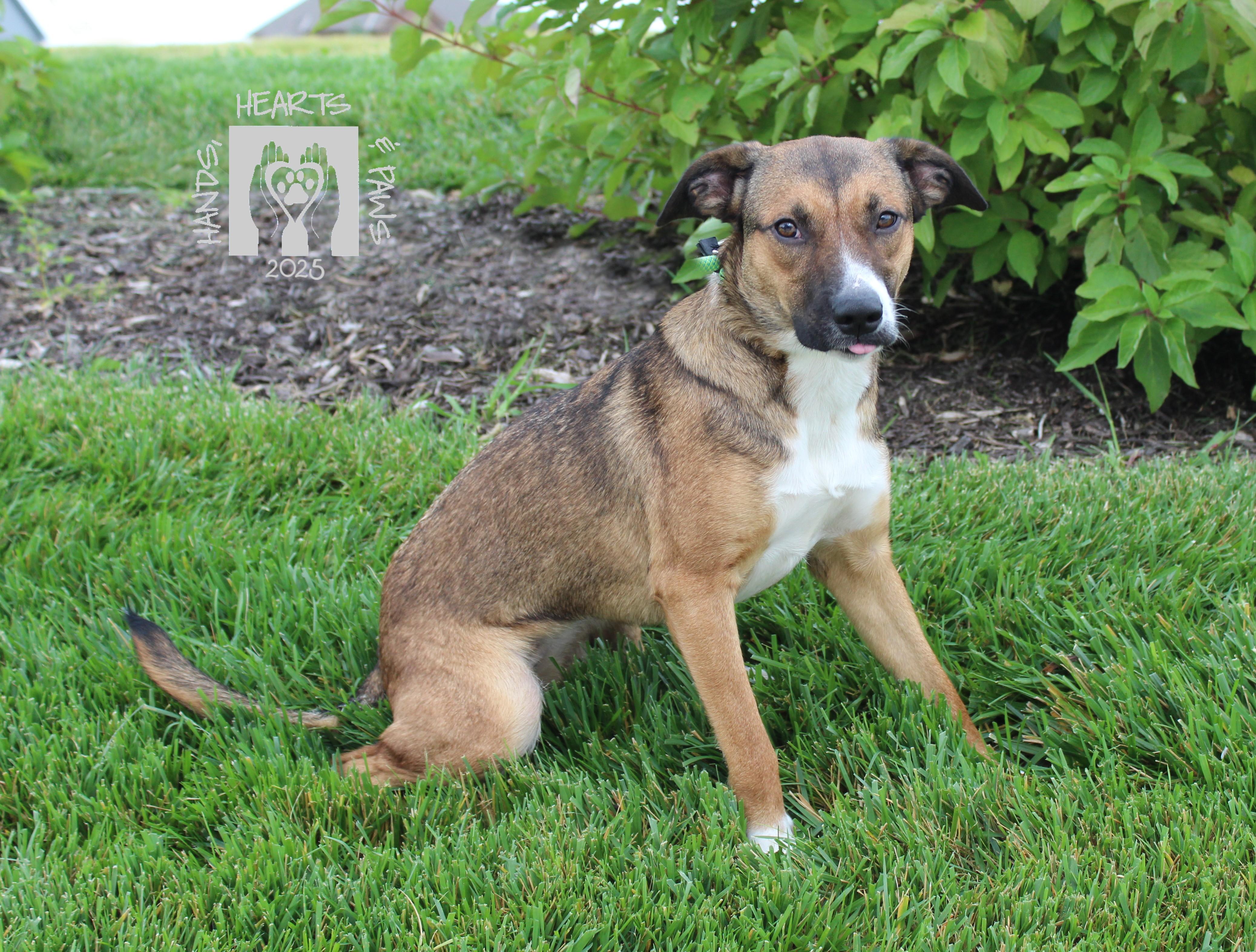 Enlarge Peach Cobbler, a Adoptable mixed breed in Omaha, NE image 5/6