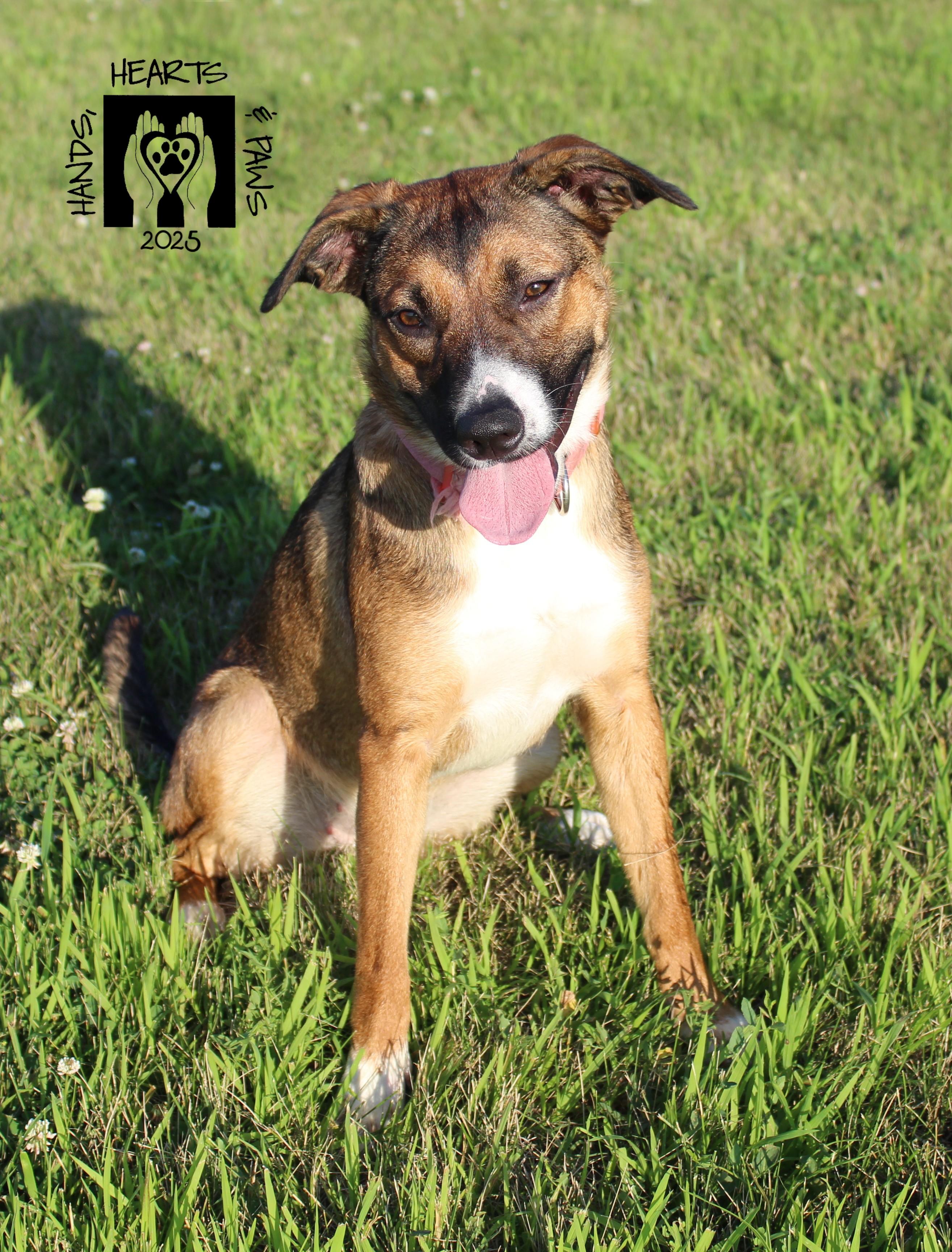 Enlarge Peach Cobbler, a Adoptable mixed breed in Omaha, NE image 4/6