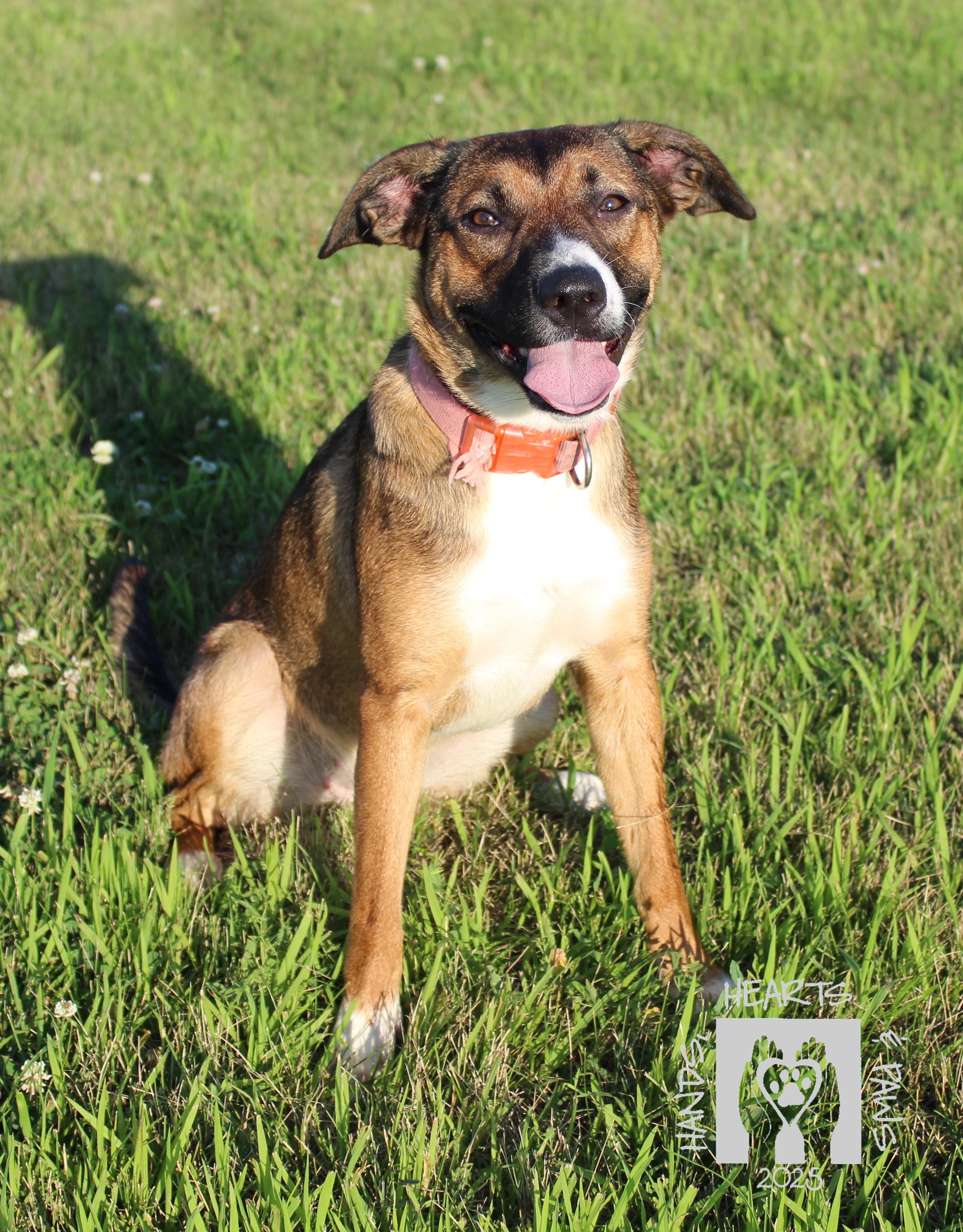 Enlarge Peach Cobbler, a Adoptable mixed breed in Omaha, NE image 1/6