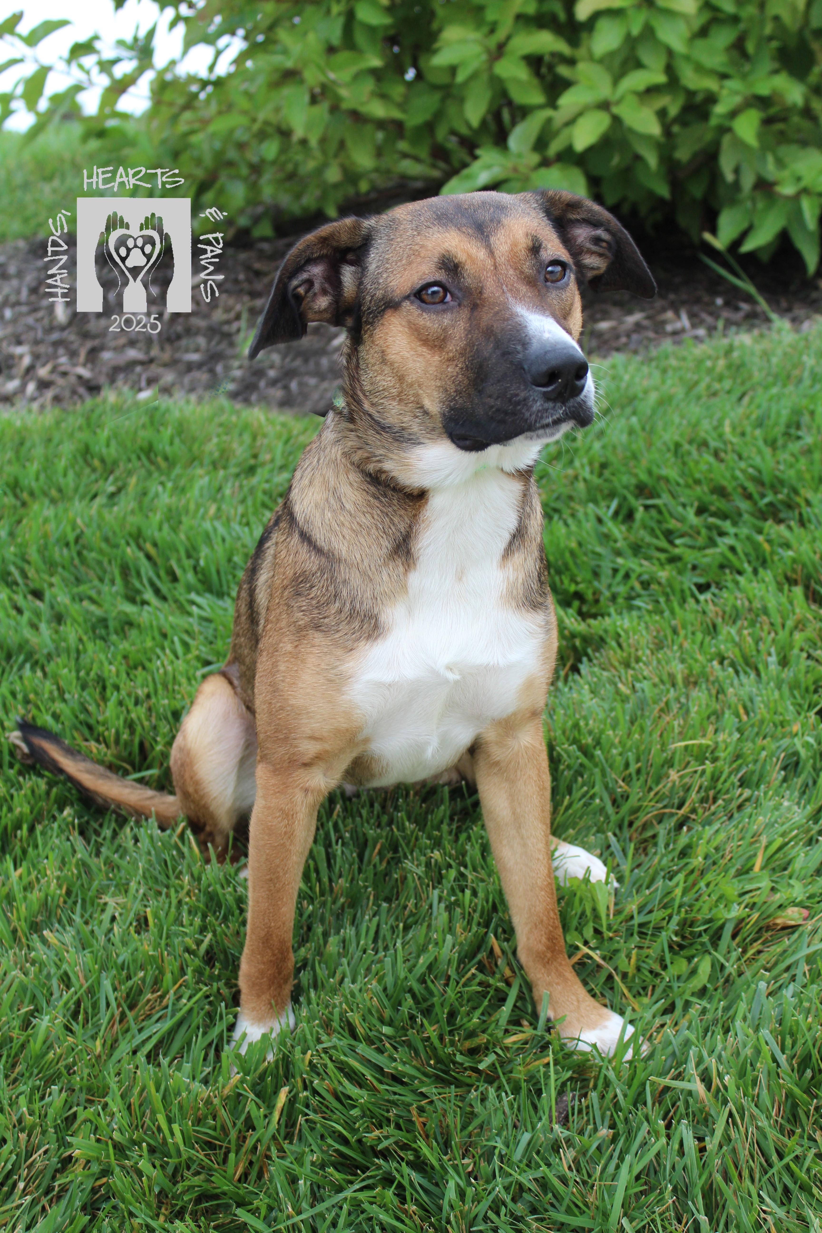 Enlarge Peach Cobbler, a Adoptable mixed breed in Omaha, NE image 2/6