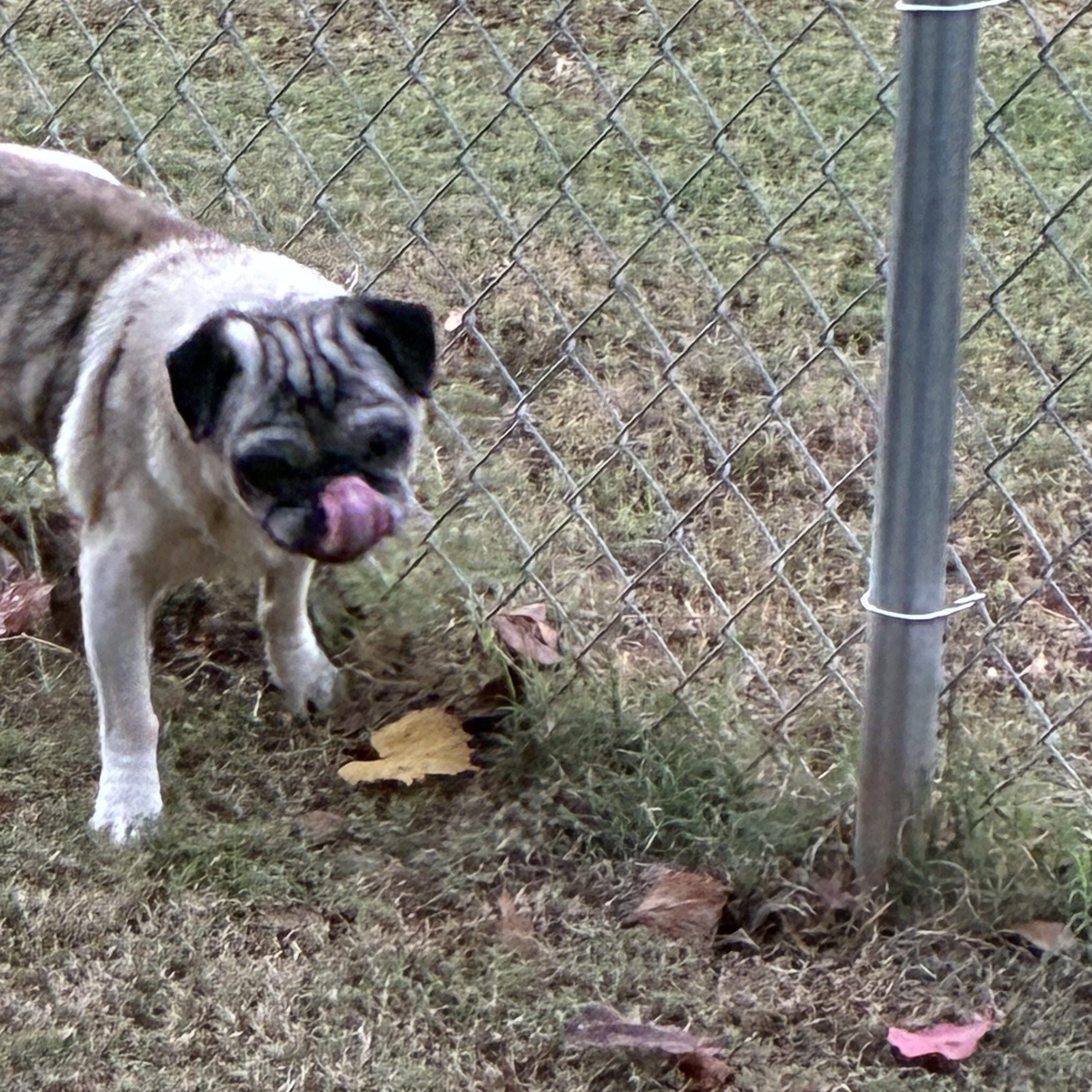 Sawyer, Adopted, Adult Male Pug.