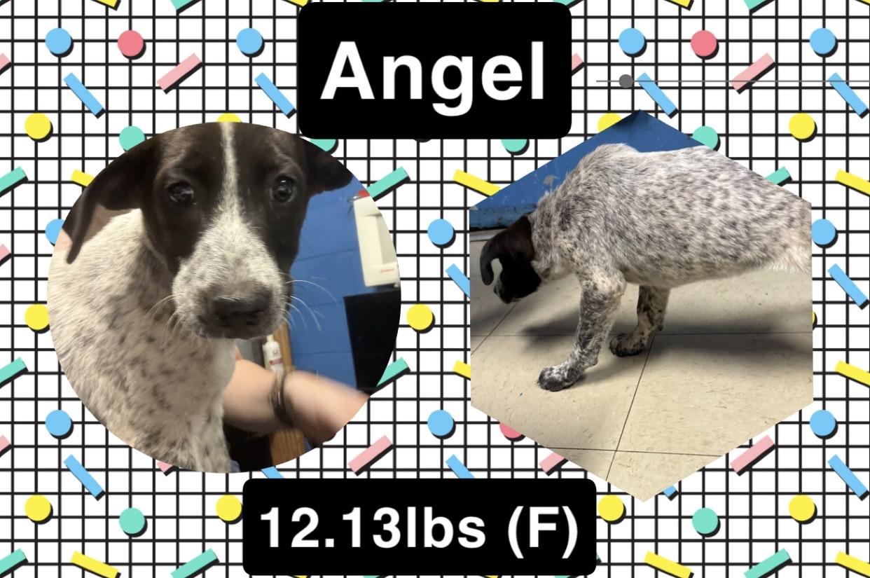 Enlarge Angel, an adopted mixed breed in McArthur, OH image 1/1