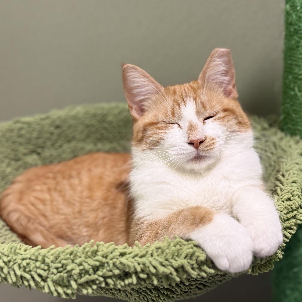 Enlarge SATSUMA, a Adoptable mixed breed in Kyle, TX image 1/1