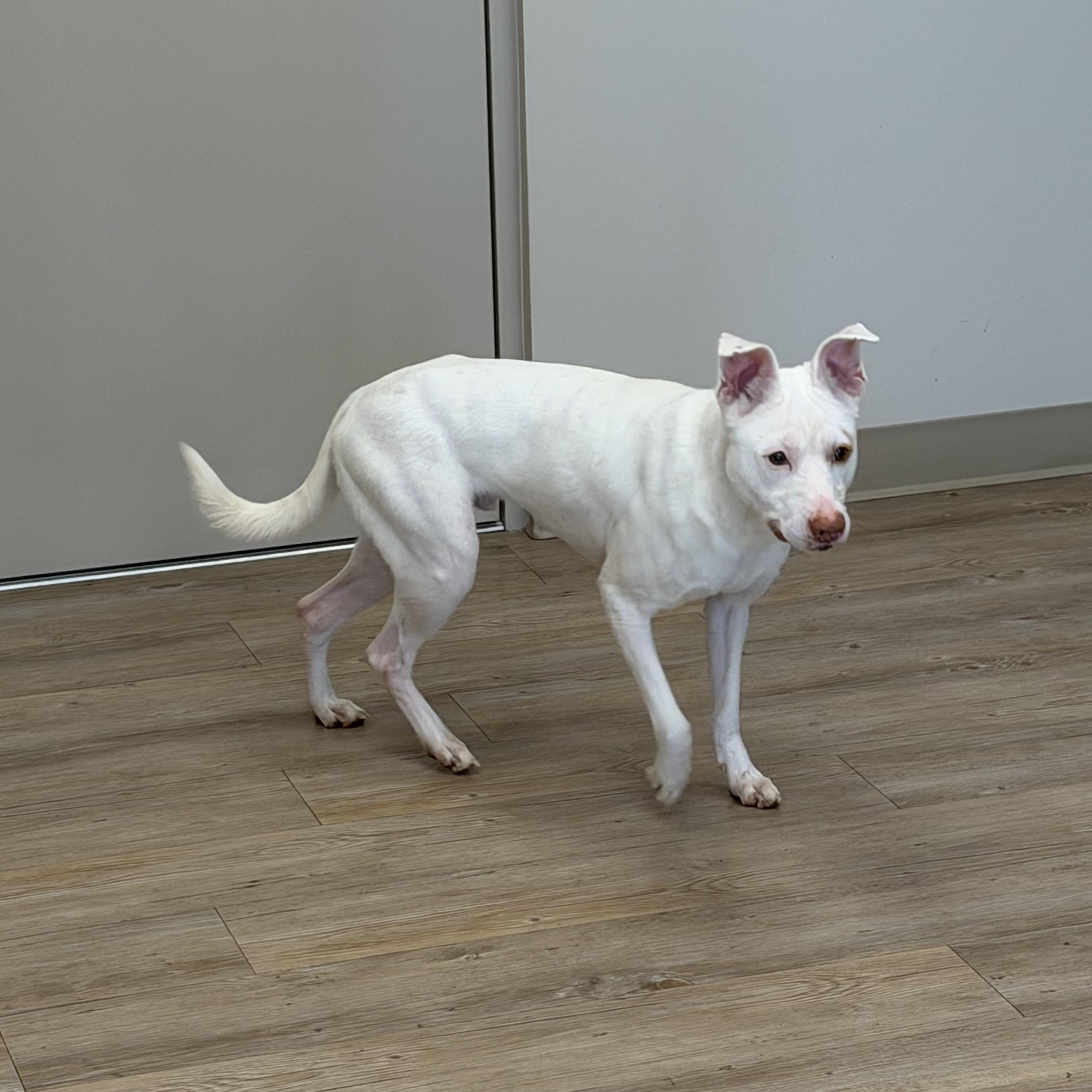 Enlarge Ghost, a Adoptable Mixed Breed in North Providence, RI image 4/4