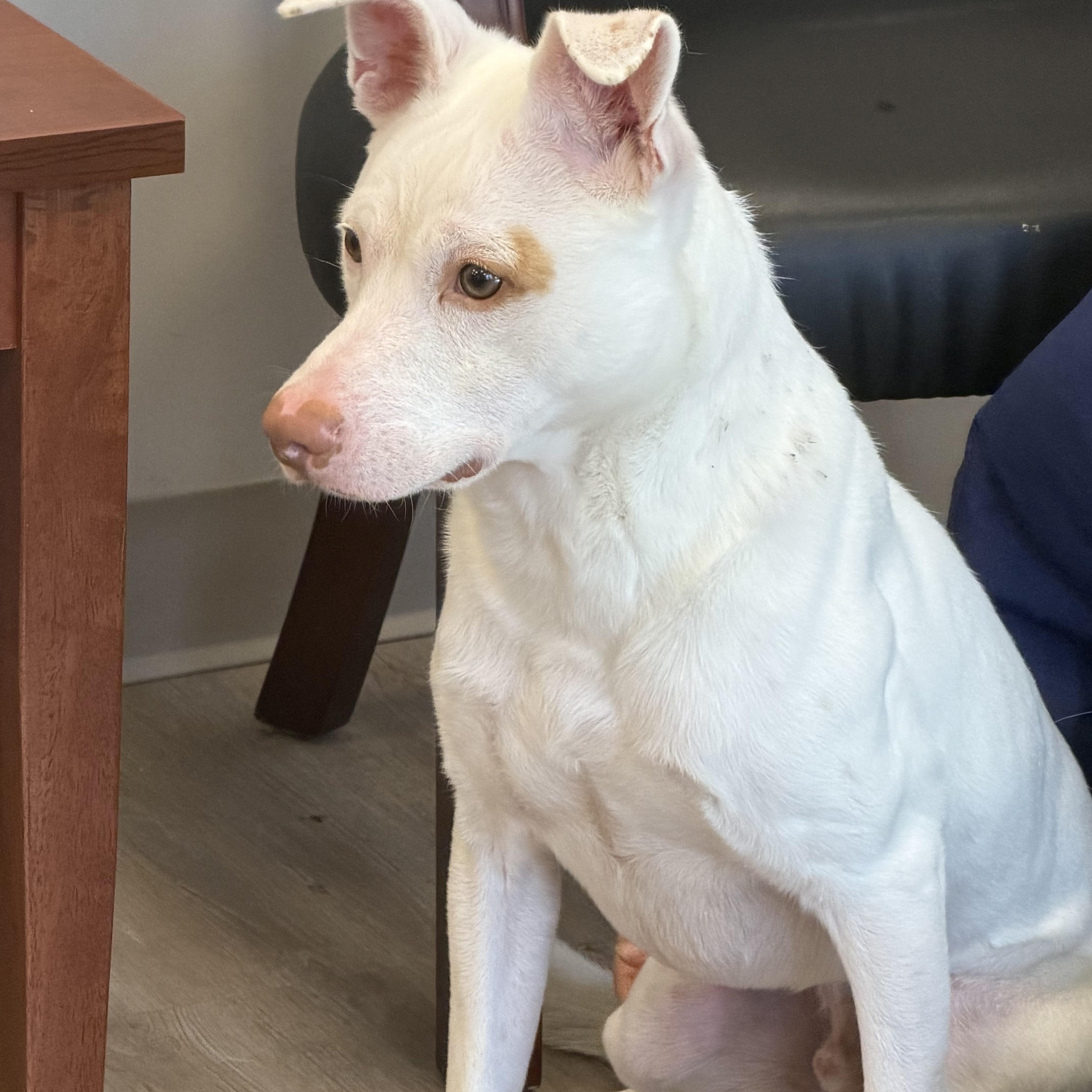 Ghost, Adoptable, Adult Male Mixed Breed.