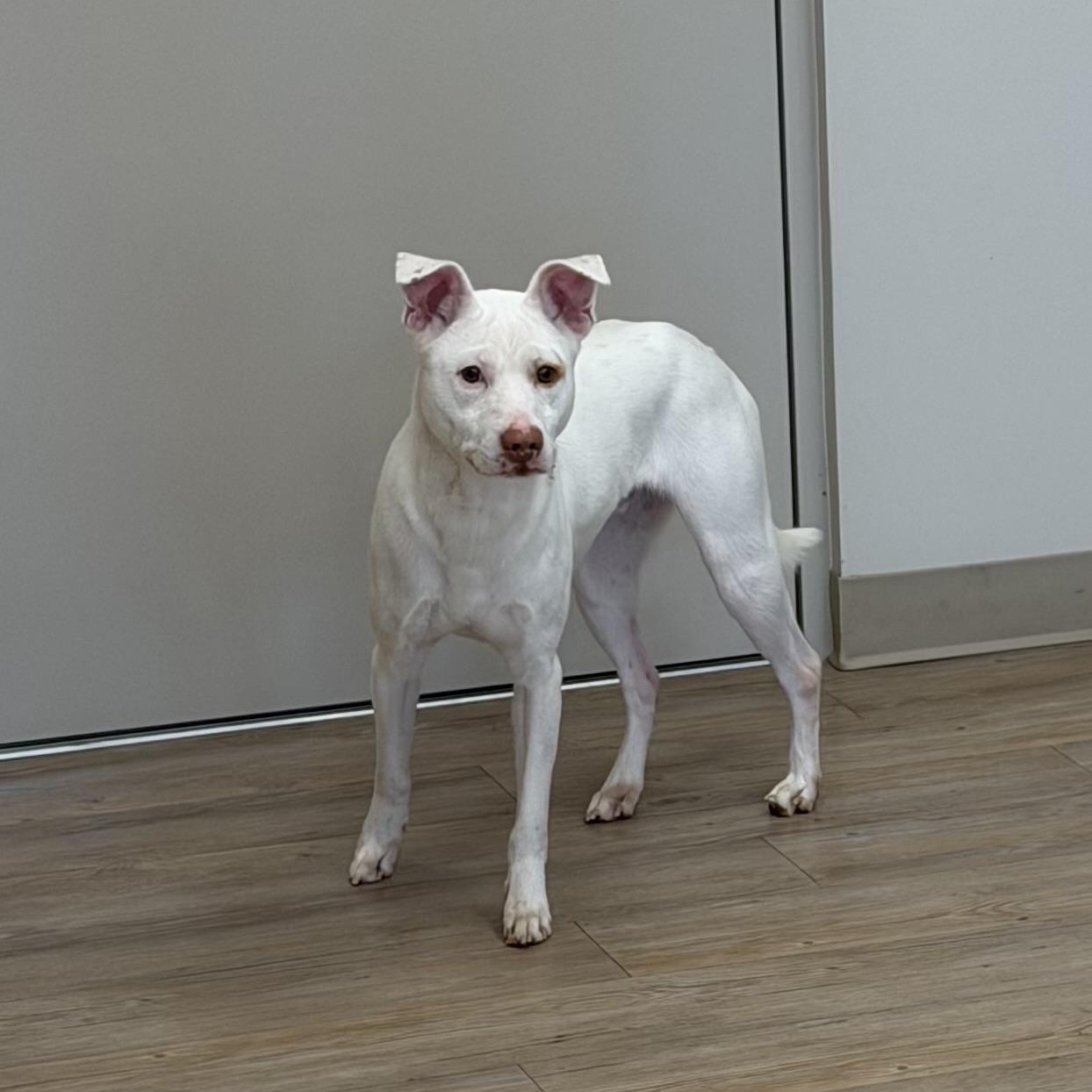 Enlarge Ghost, a Adoptable Mixed Breed in North Providence, RI image 2/4