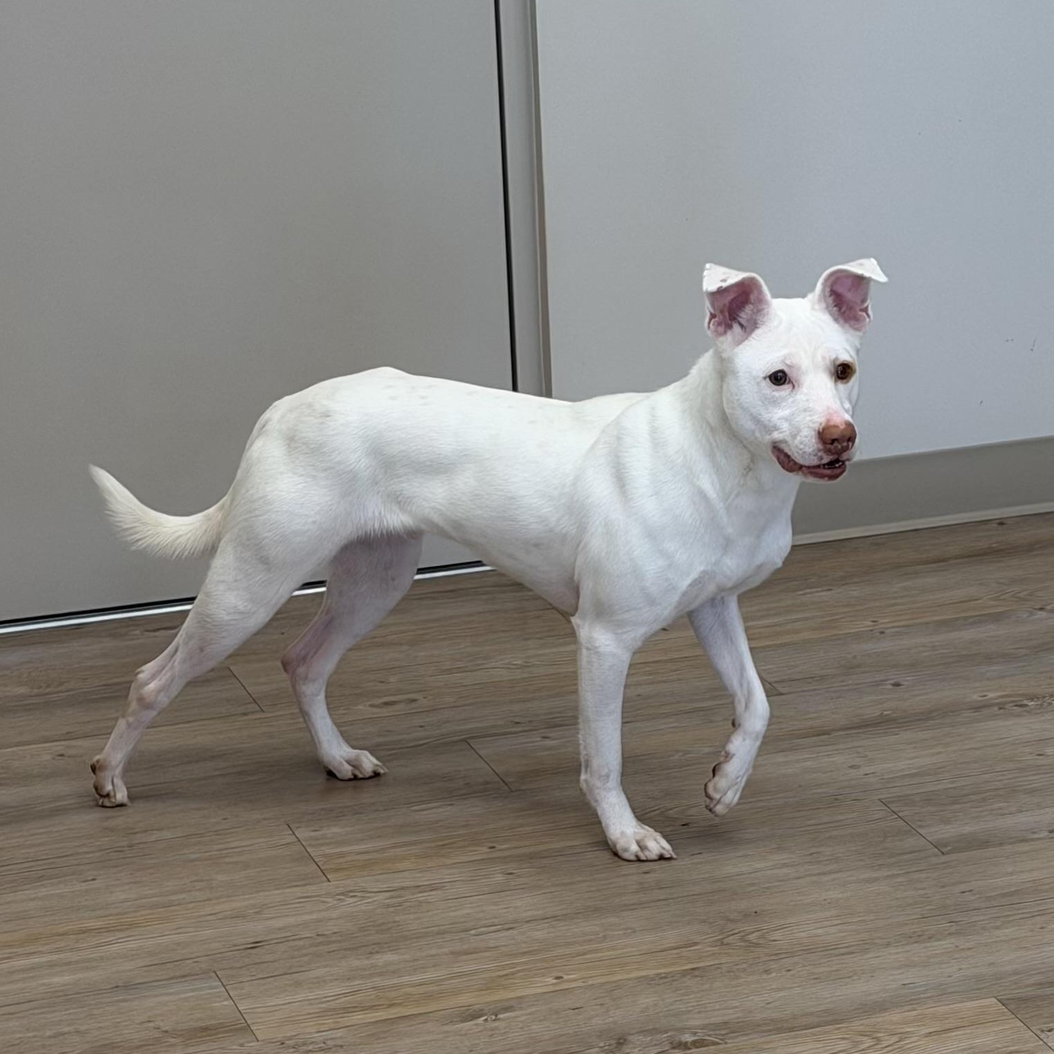 Enlarge Ghost, a Adoptable Mixed Breed in North Providence, RI image 3/4