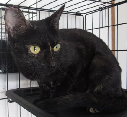 Courtney, Adoptable, Adult Female Domestic Short Hair & Domestic Short Hair.
