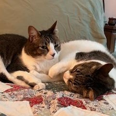 Sasha [bonded with Lucy], Adult Female Domestic Short Hair