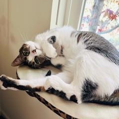 Sasha [bonded with Lucy] photo 5