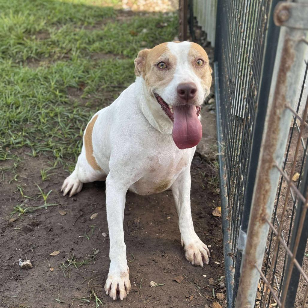 April, Adoptable, Adult Female Labrador Retriever.