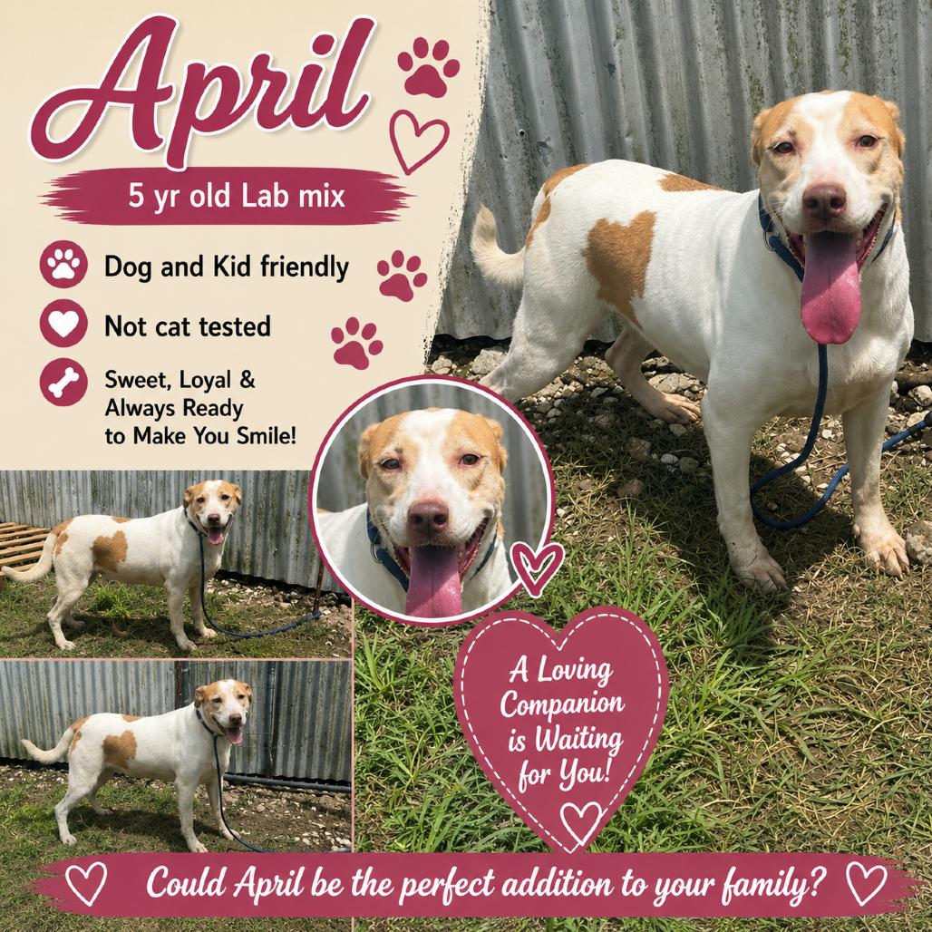 April, a Adoptable Labrador Retriever in Sydney Mines , NS image 2/5