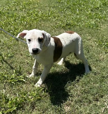 Nannie, Adoptable, Puppy Female Boxer & Mixed Breed.