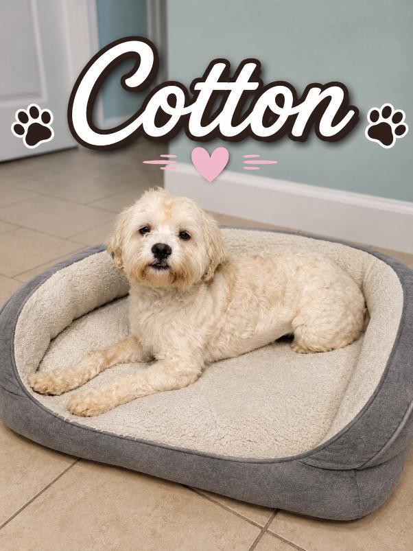 Cotton, ADOPTABLE, Adult Male Shih poo.