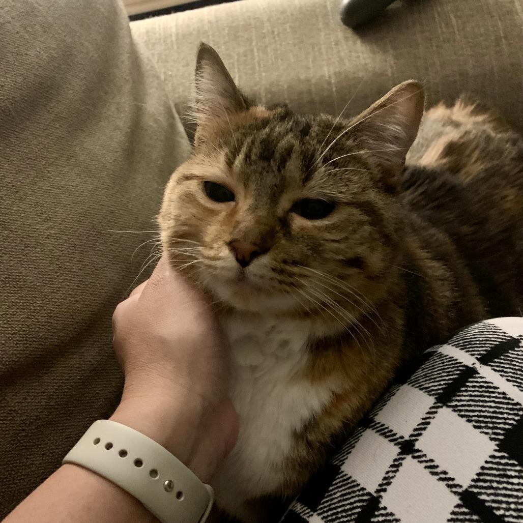 Enlarge Bird- See my video! In foster-$99, a Adoptable Domestic Short Hair in Springfield, MA image 1/6