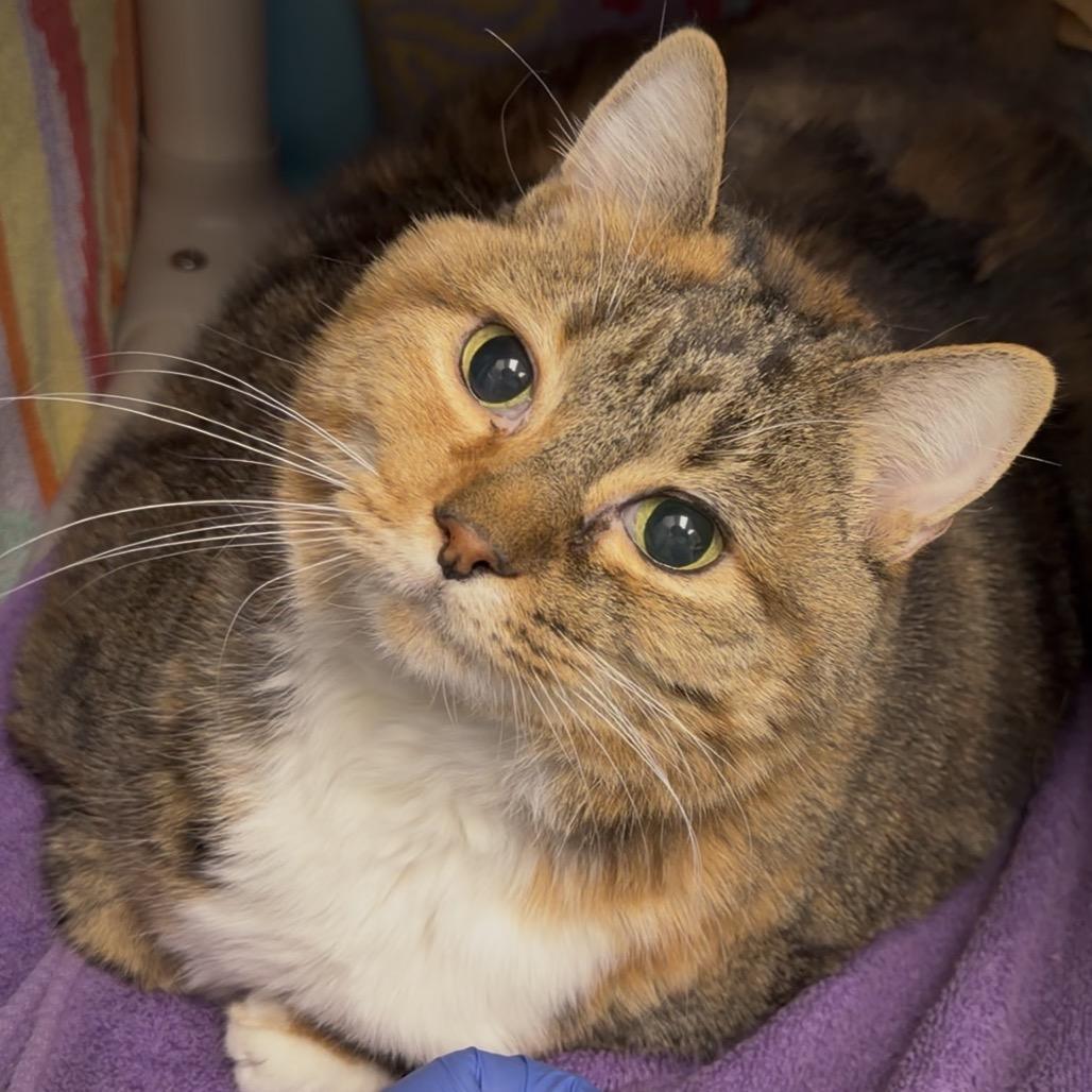 Enlarge Bird-In foster-$99, a Adoptable Domestic Short Hair in Springfield, MA image 1/4