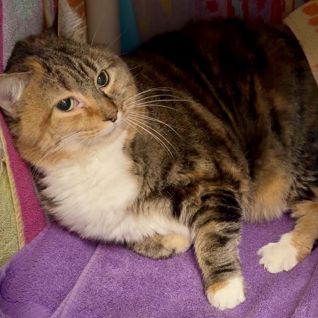 Enlarge Bird-In foster-$99, a Adoptable Domestic Short Hair in Springfield, MA image 3/4