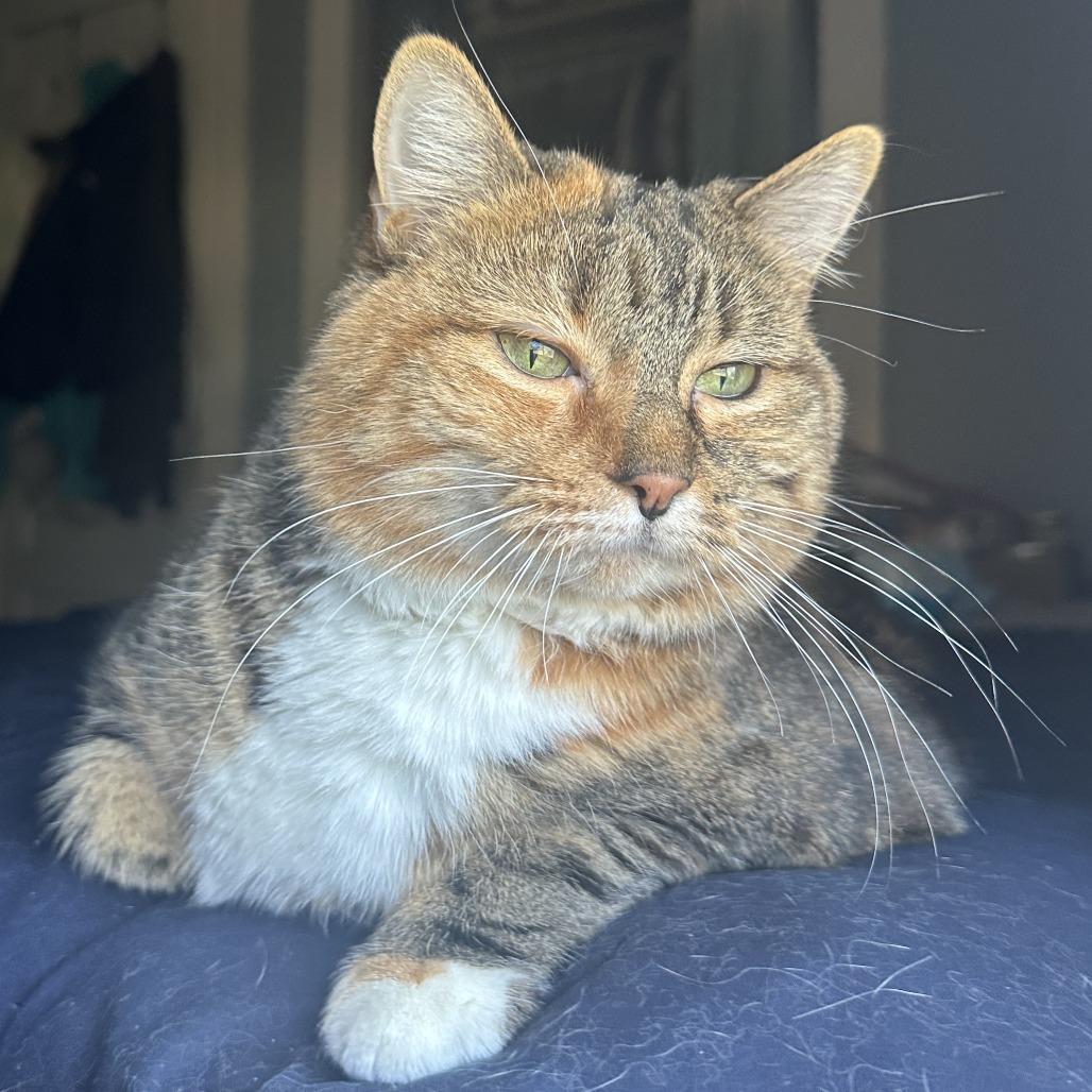 Enlarge Bird- See my video! In foster-$99, a Adoptable Domestic Short Hair in Springfield, MA image 5/6