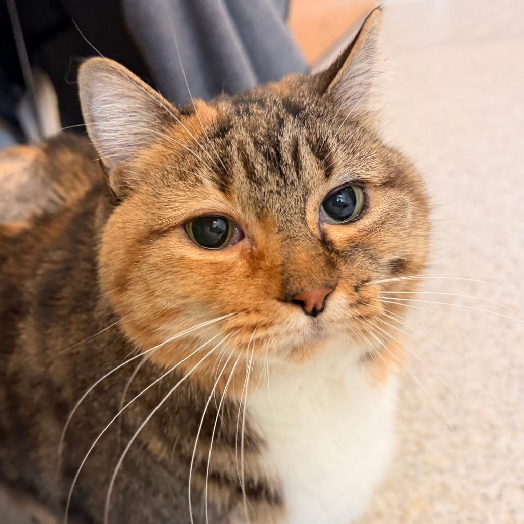 Enlarge Bird-In foster-$99, a Adoptable Domestic Short Hair in Springfield, MA image 4/4