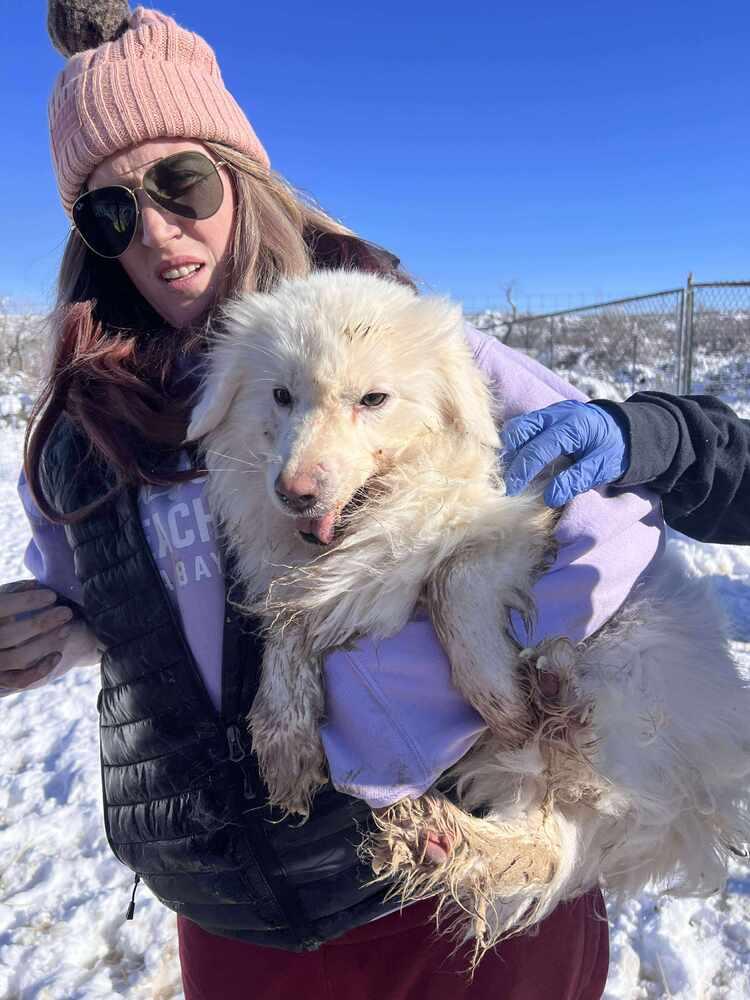 Enlarge Fluffnugget, a Adoptable mixed breed in Cortez, CO image 1/2