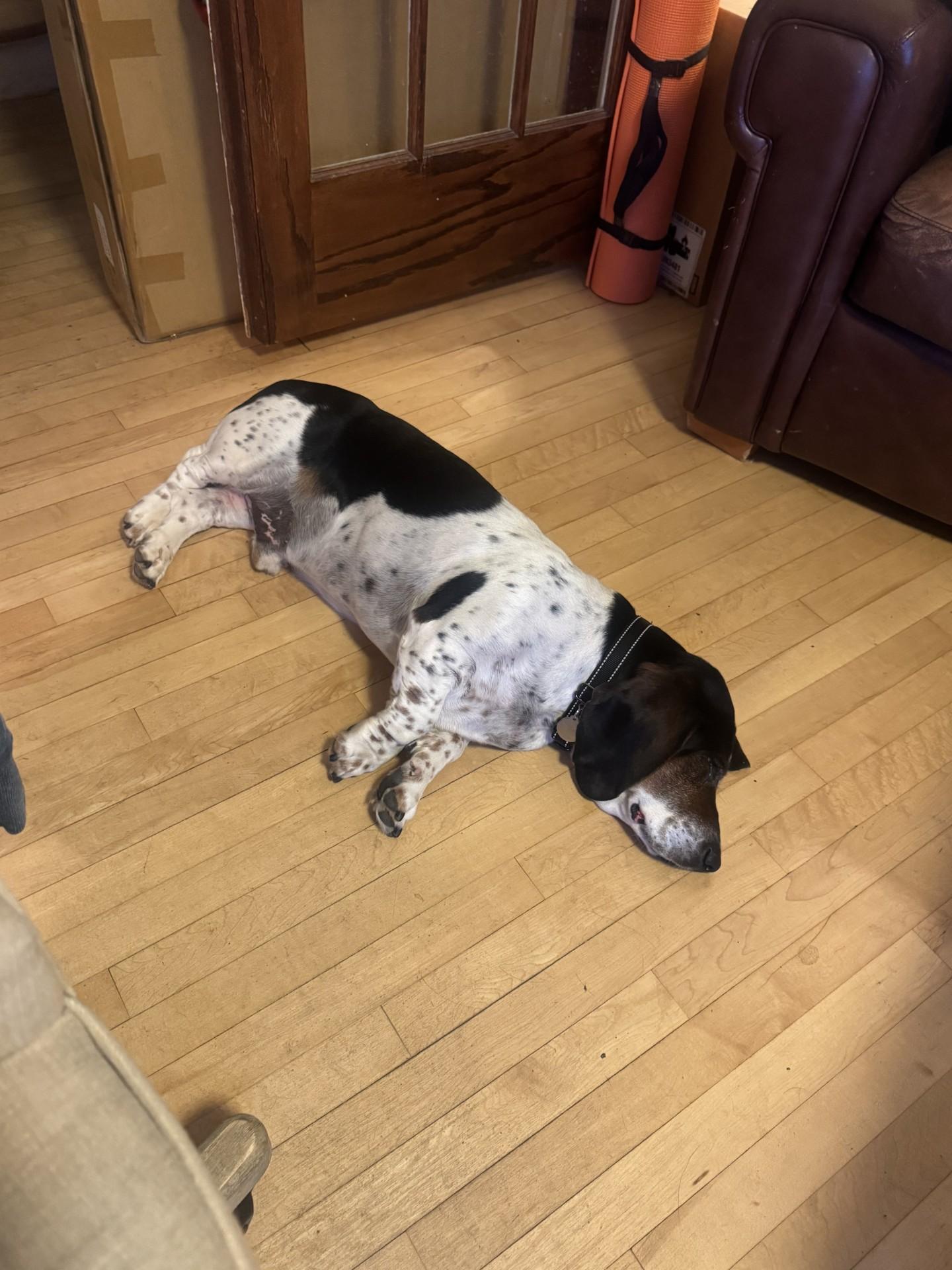 Mister, Adopted, Adult Male Basset Hound.