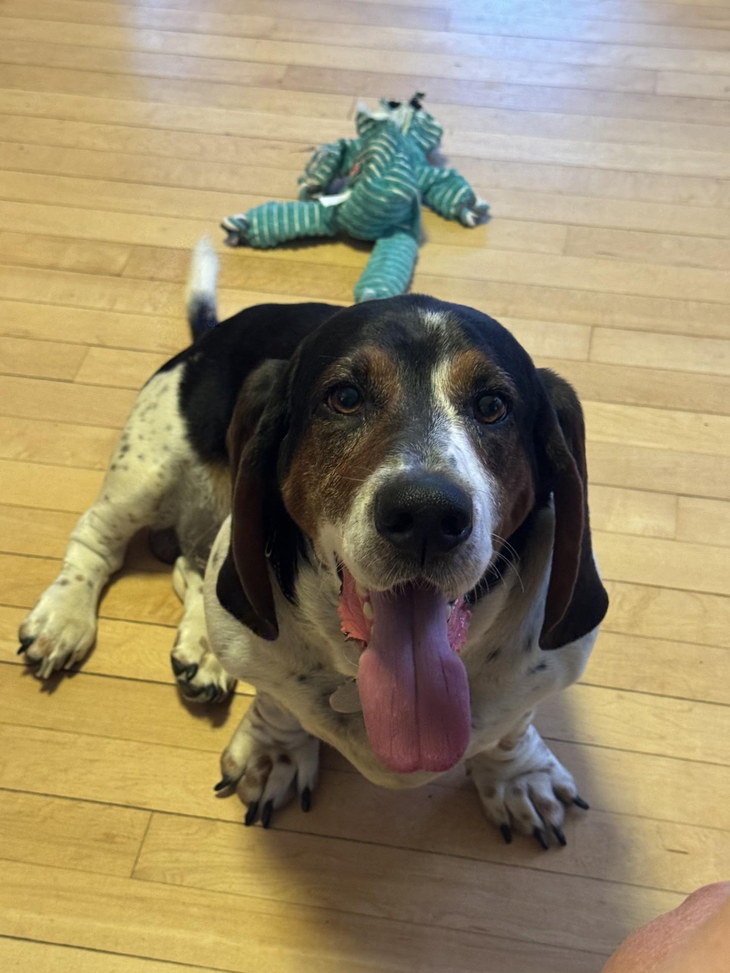 Enlarge Mister, a Adopted Basset Hound in Milwaukee, WI image 2/2