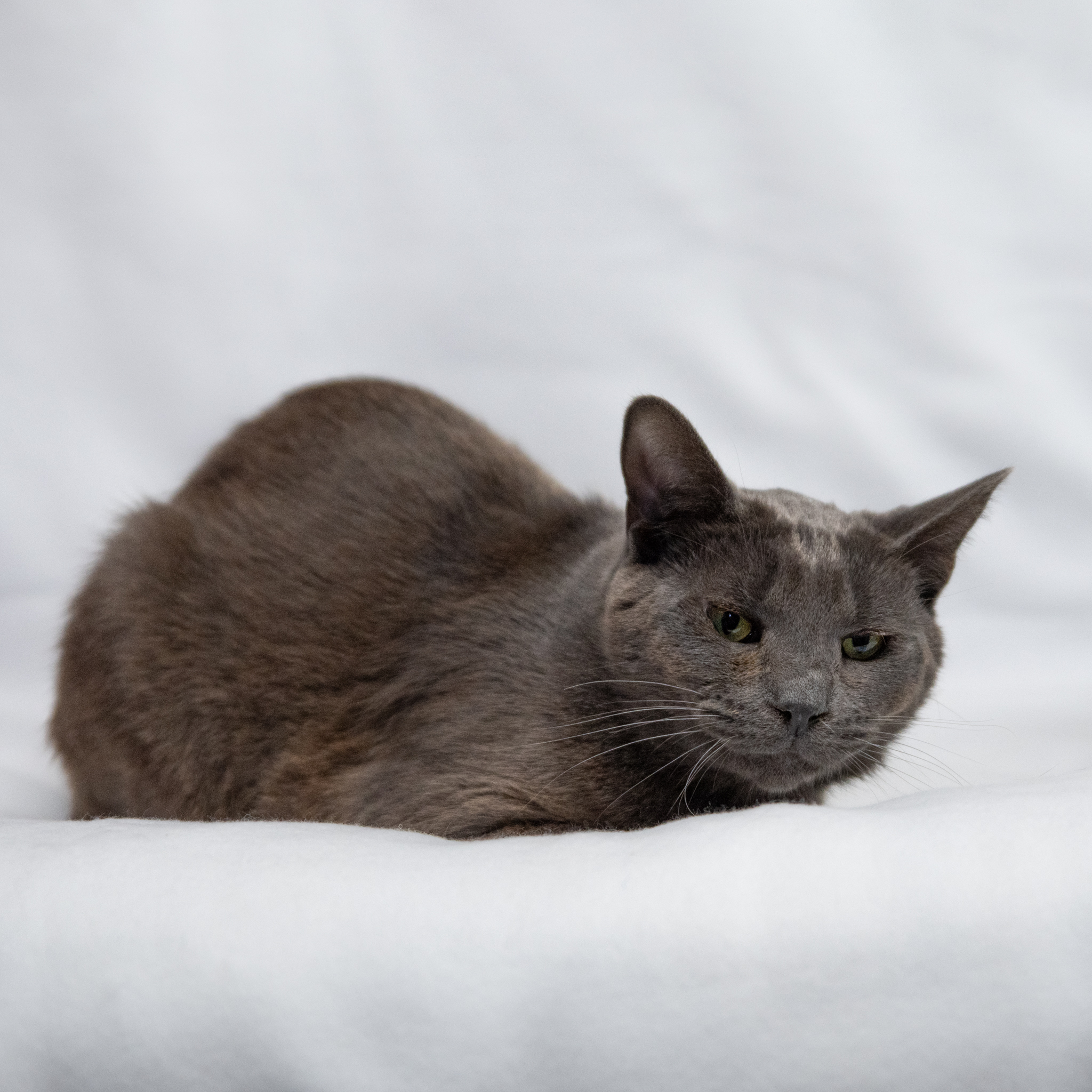 Bobby, a Adoptable Domestic Short Hair in Manchester, MI image 1/9