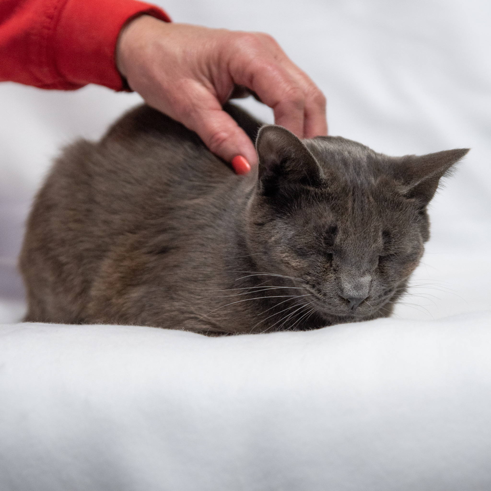 Bobby, a Adoptable Domestic Short Hair in Manchester, MI image 2/9