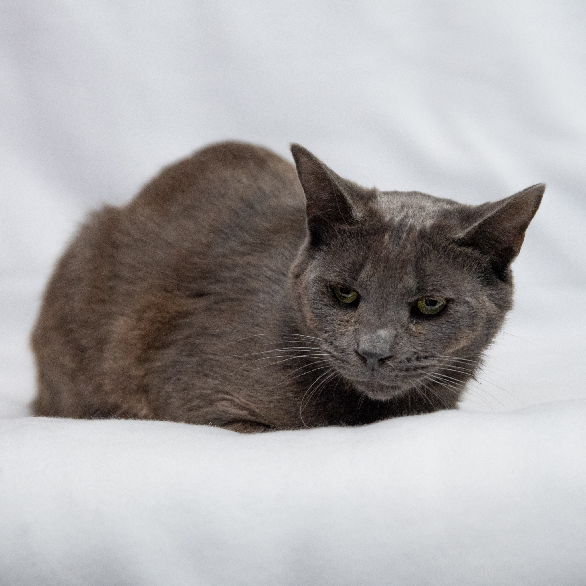 Bobby, a Adoptable Domestic Short Hair in Manchester, MI image 3/9