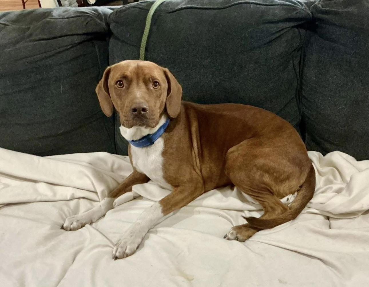 Enlarge Tux, a ADOPTABLE Hound in Kutztown, PA image 3/3
