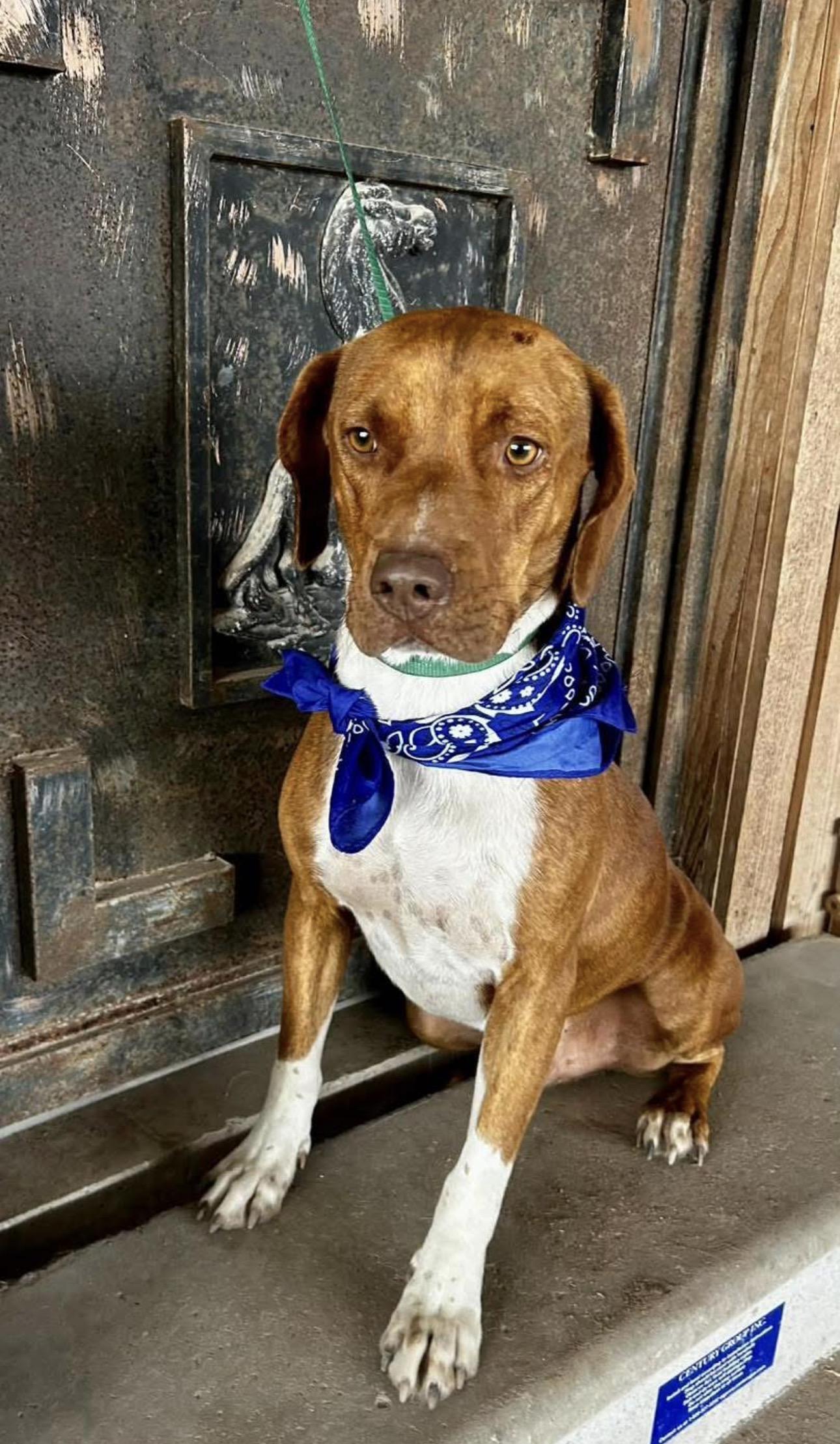 Tux, ADOPTABLE, Young Male Hound.