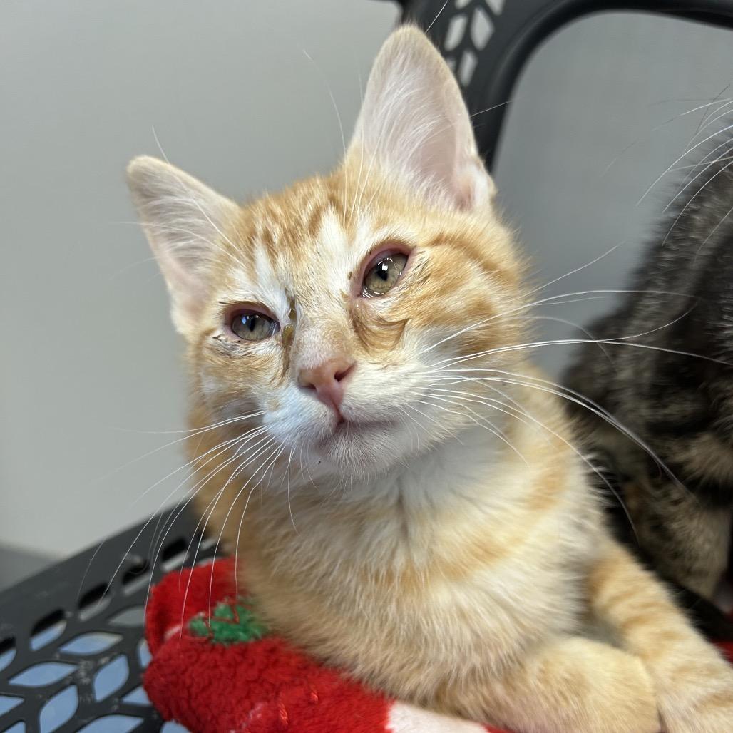 Enlarge Trane, a Adoptable Domestic Short Hair in Watertown, NY image 1/1