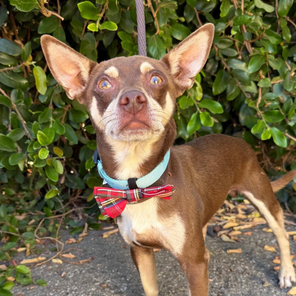 Enlarge Louie, a Adoptable mixed breed in Santa Barbara, CA image 1/6