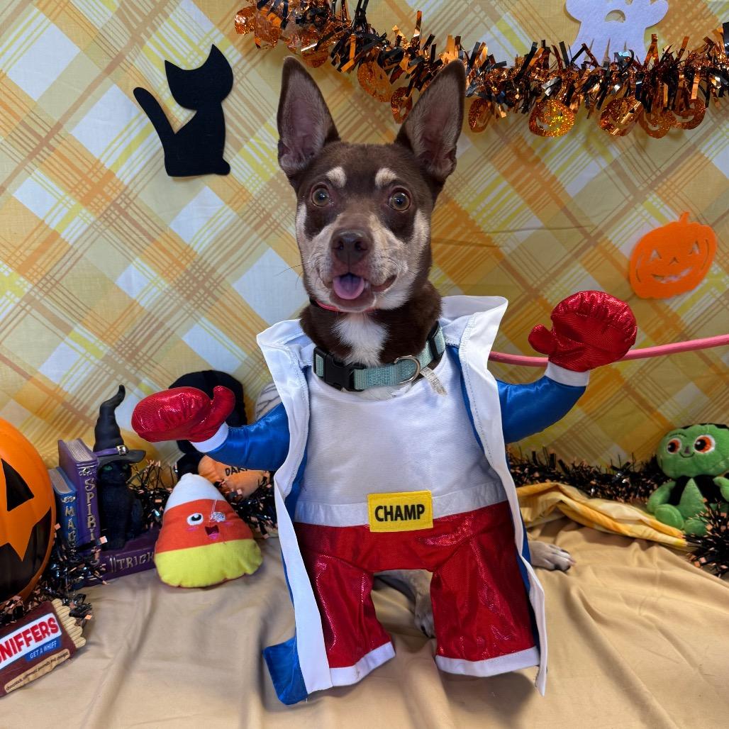 Enlarge Louie, a Adoptable mixed breed in Santa Barbara, CA image 2/6