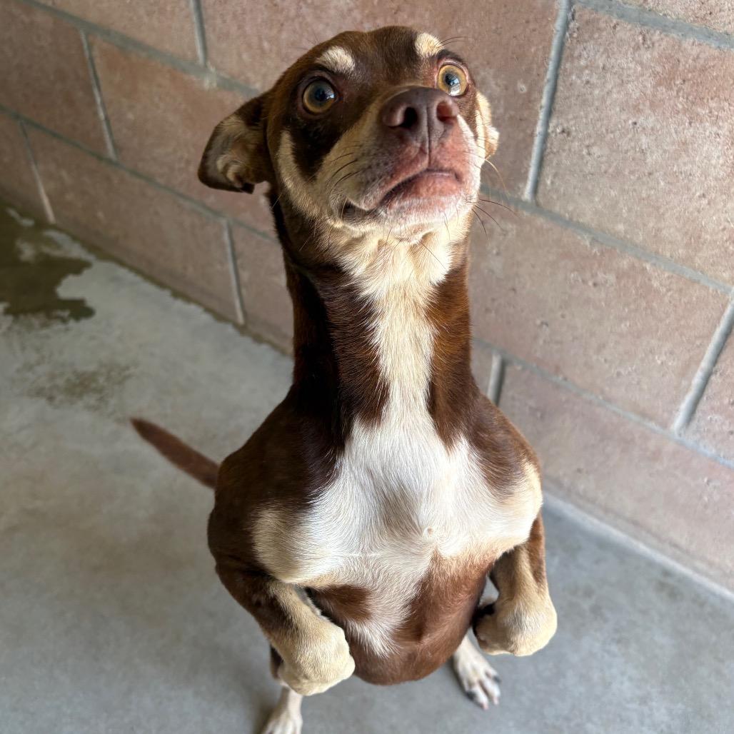 Enlarge Louie, a Adoptable mixed breed in Santa Barbara, CA image 3/6