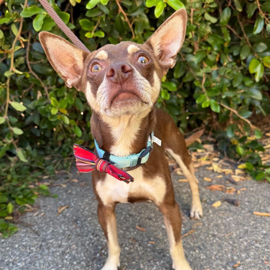 Enlarge Louie, a Adoptable mixed breed in Santa Barbara, CA image 4/6