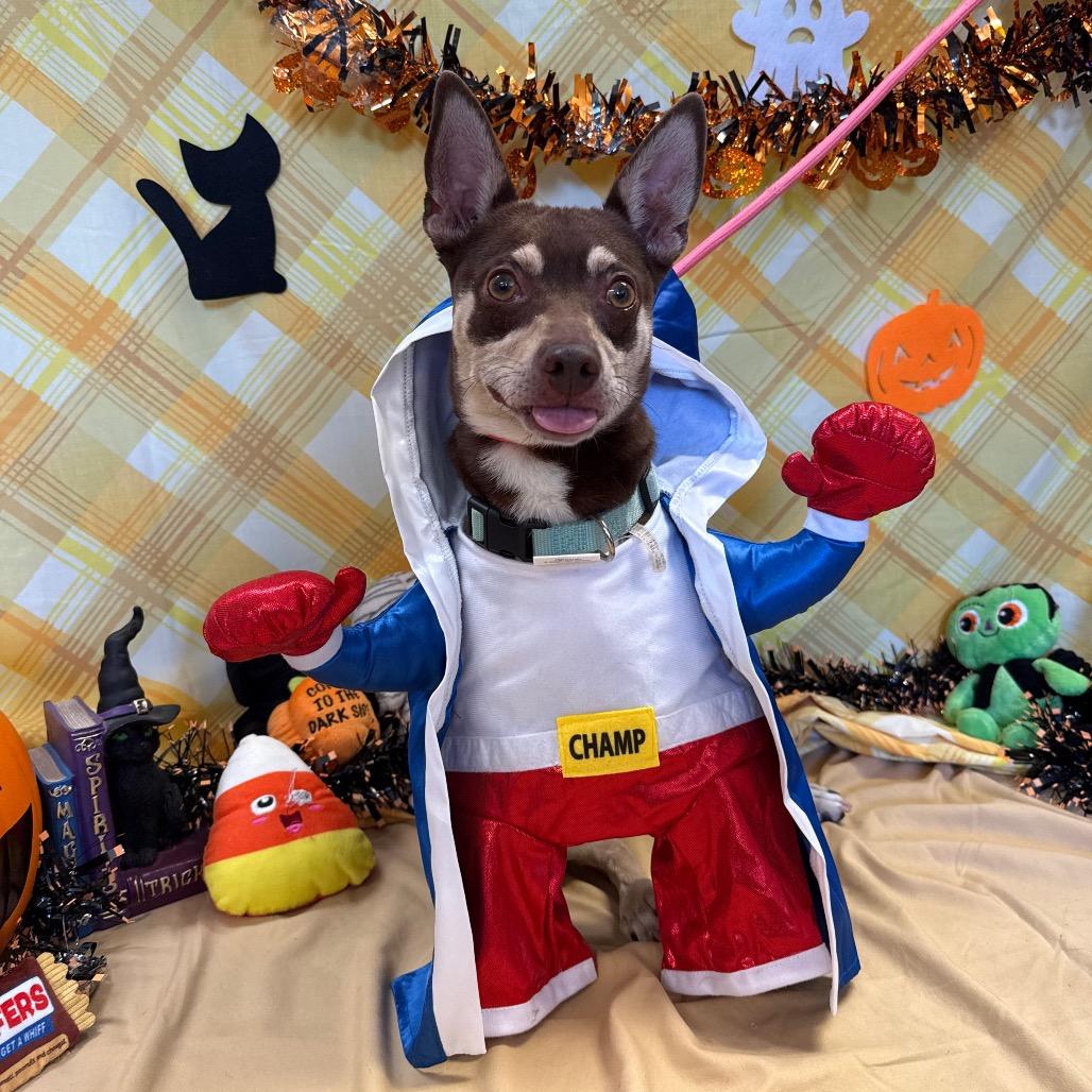 Enlarge Louie, a Adoptable mixed breed in Santa Barbara, CA image 5/6