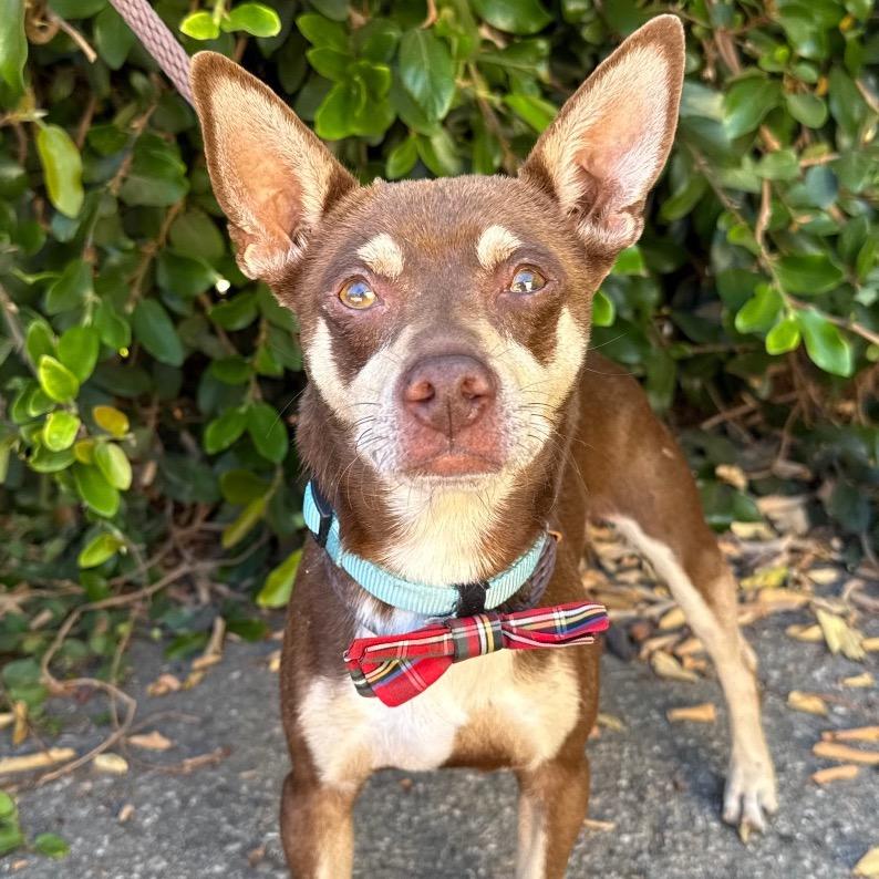 Enlarge Louie, a Adoptable mixed breed in Santa Barbara, CA image 6/6
