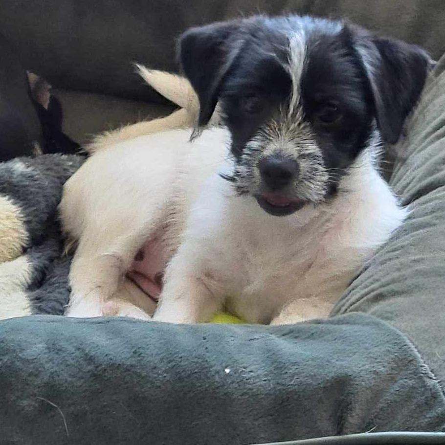 Enlarge Kitkat  COMING SOON, a Adoptable mixed breed in Loves Park, IL image 1/1