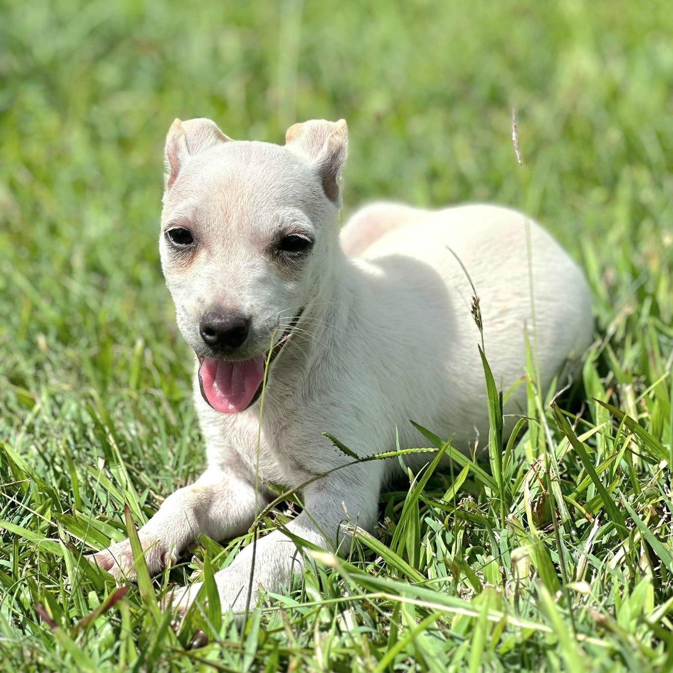 Perla Joy "let's Love!"