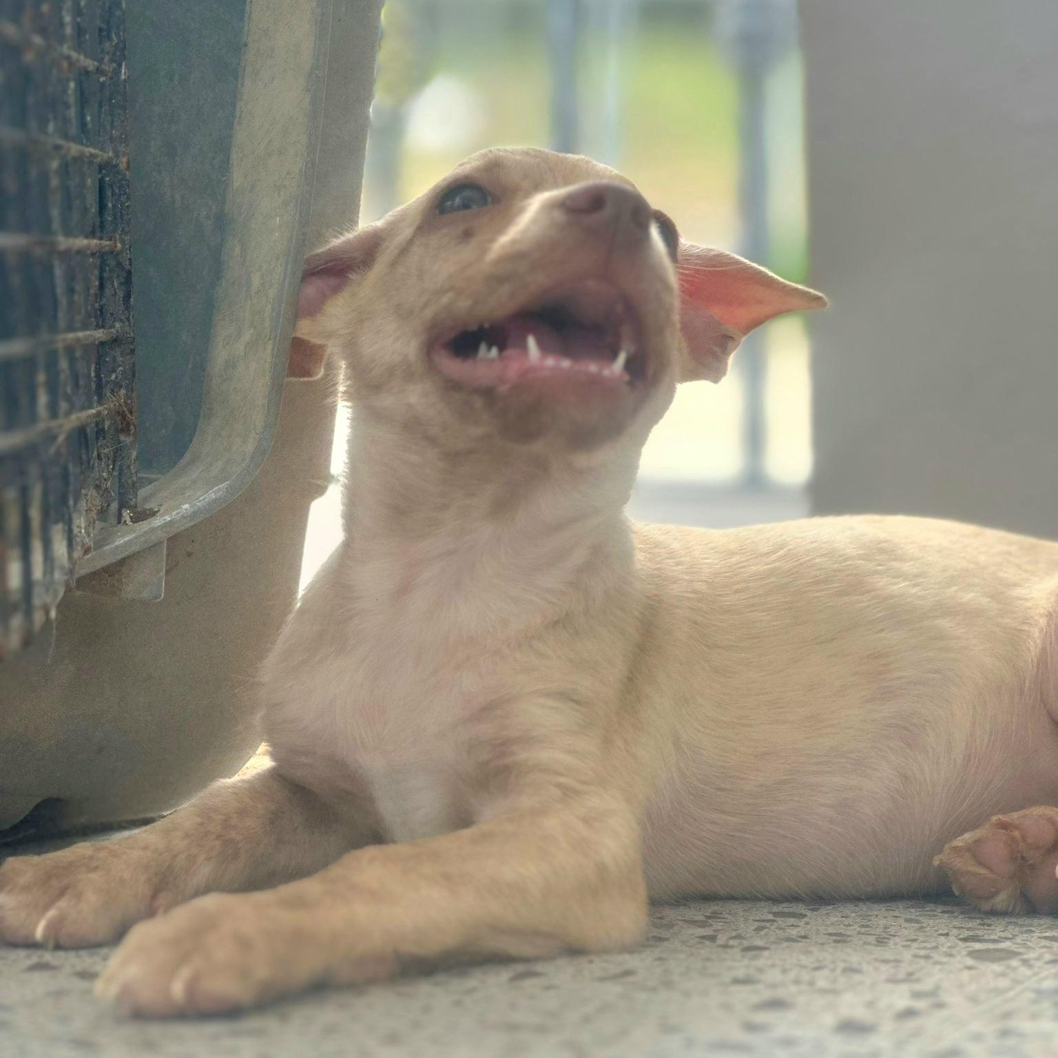 Perla Joy "let's Love!" thumbnail 3