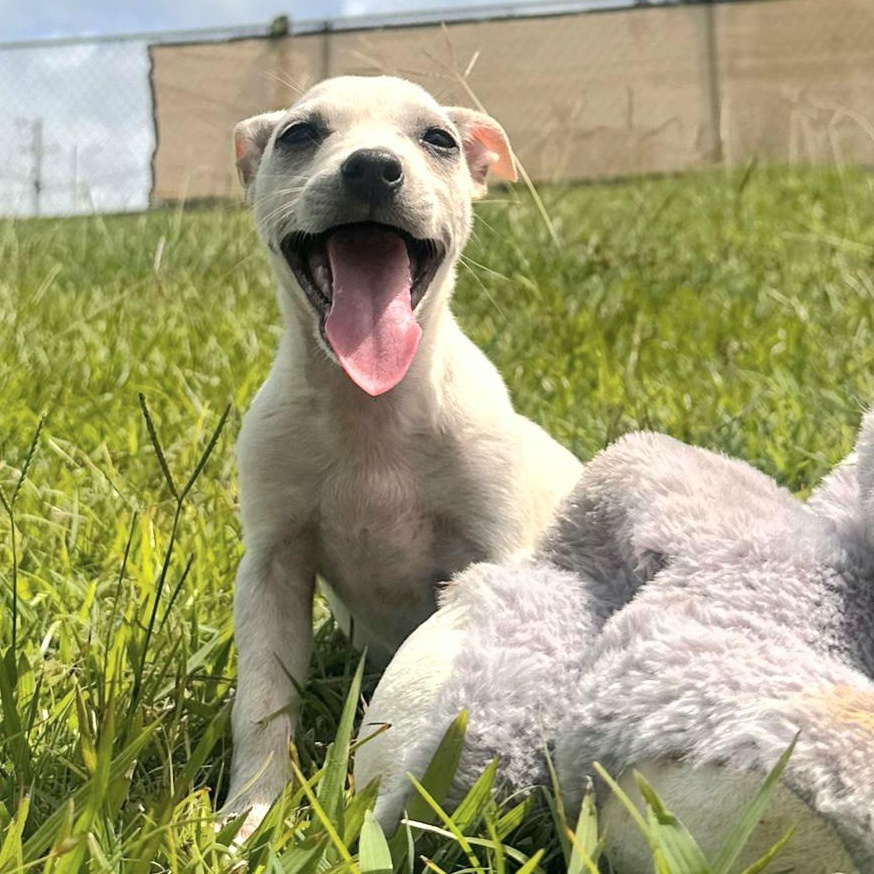 Perla Joy "let's Love!" thumbnail 6