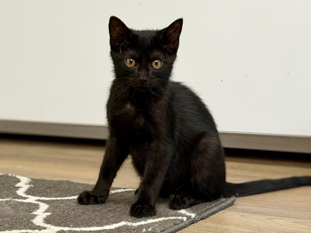 Newt, an adoptable Domestic Short Hair in Grove City, OH image 2/3