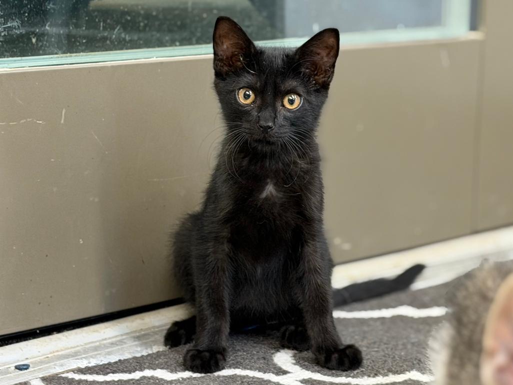 Newt, an adoptable Domestic Short Hair in Grove City, OH image 3/3