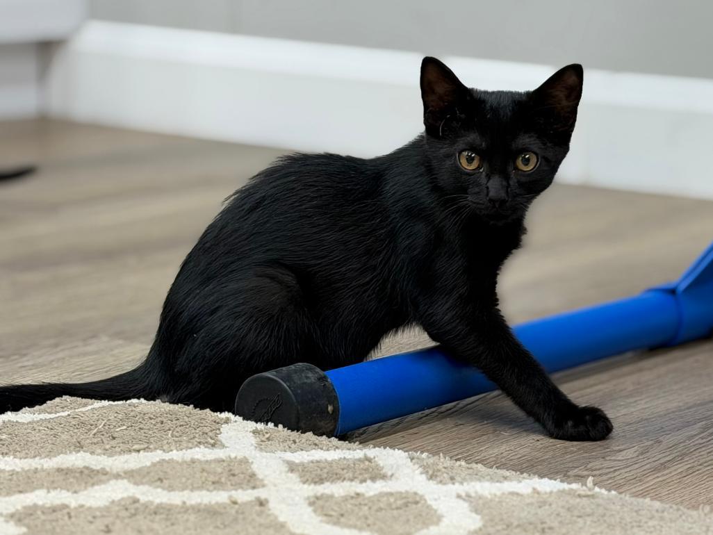 Newt, adoptable, Kitten Male Domestic Short Hair.