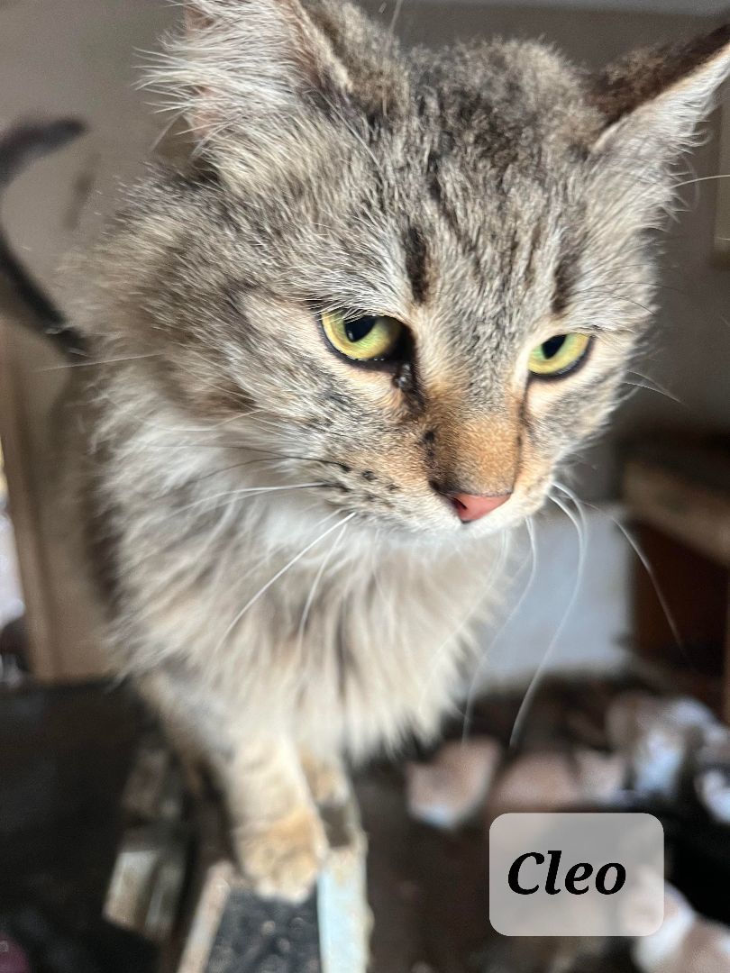 Cleo, Adult Female unknown