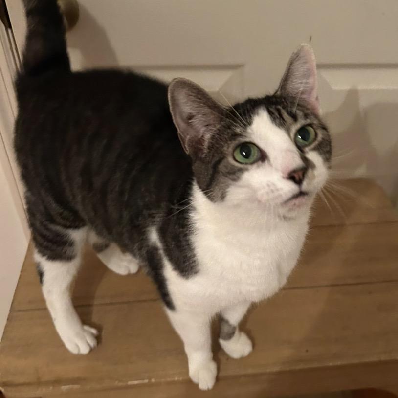 Layla, Adoptable, Adult Female Domestic Short Hair.