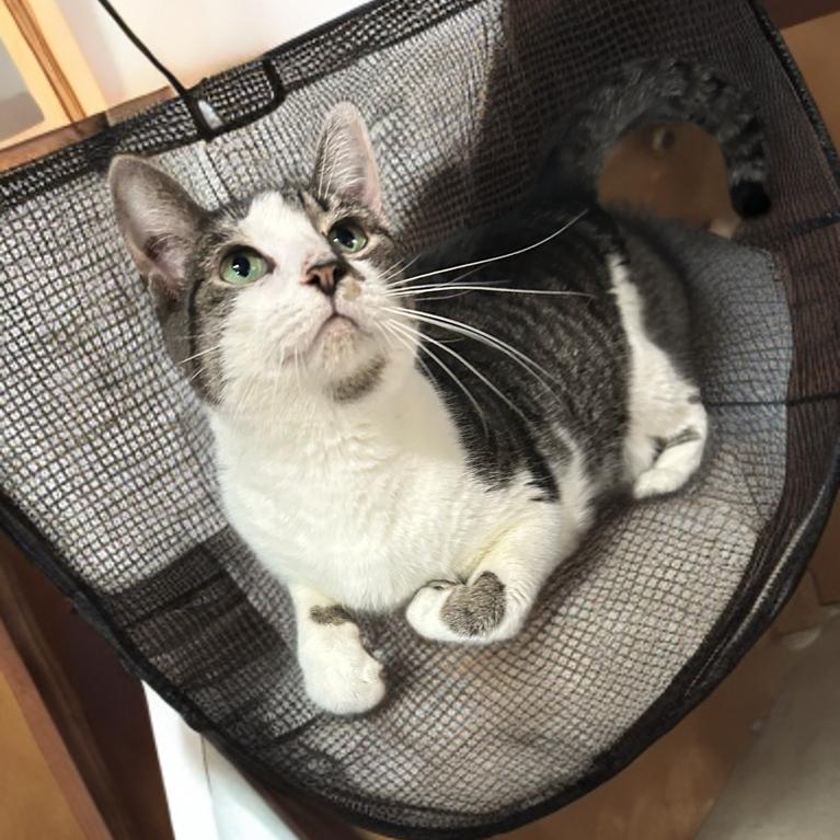 Layla, Adoptable, Adult Female Domestic Short Hair.